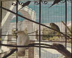 Also, there is a variety of colorful parrots, mynas, and cockatoos which are preferred by birdwatchers.